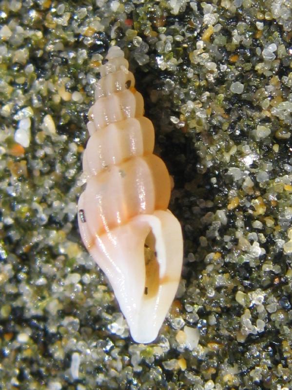 Mangelia striolata
